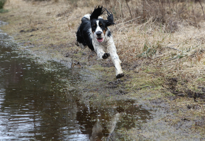 Full fart