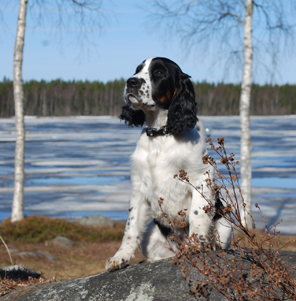 Iza i Umeå
