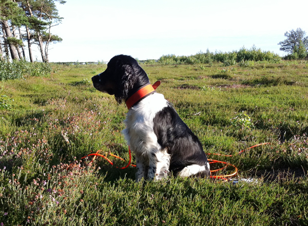 Boss i Höllviken