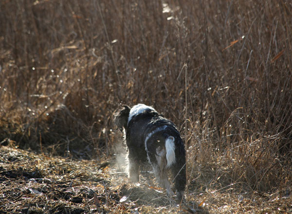 Birdy in action